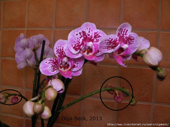 Цветонос орхидеи сохнет, желтеет, опадают бутоны и цветы.