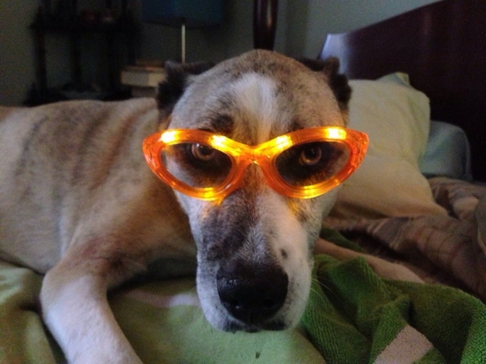 1390855452_funny_animals_20140127_03580_004 (700x525, 239Kb)