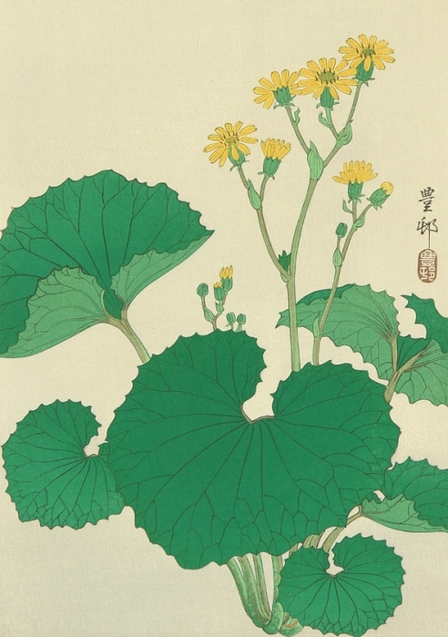 Koson Ohara 1877-1945 - Ligularia - Japanese Silver Leaf (492x700, 245Kb)