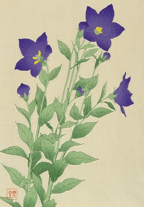 Shodo Kawarazaki 1889-1973 - Chinese Bell Flower - Kikyo (488x700, 249Kb)