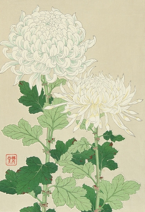 Shodo Kawarazaki 1889-1973 - White Chrysanthemum (480x700, 271Kb)