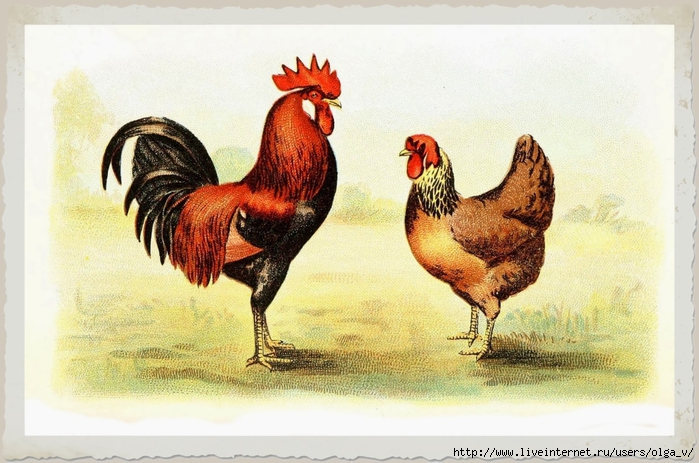 Animal-Bird-Chicken-Leghorns (700x463, 255Kb)