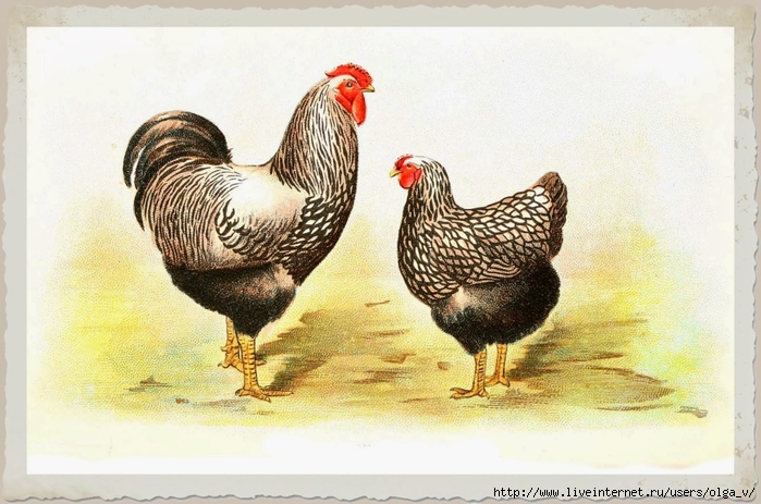 Animal-Bird-Chicken-Wyandottes (700x463, 250Kb)