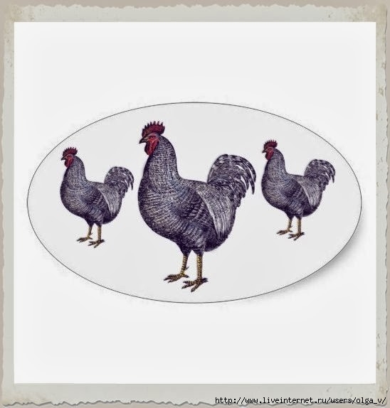 i_love_plymouth_rock_chickens_vintage_rooster_sticker-raf69b407f69142b18177af8726b05cbd_v9wz7_8byvr_512 (548x574, 101Kb)