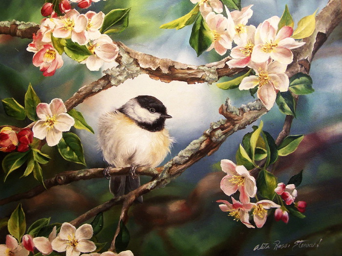 apple-blossoms-&-chickadee (700x525, 151Kb)