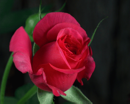 роза-2-5 (500x400, 1756Kb)