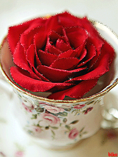 роза в чаша (240x320, 140Kb)