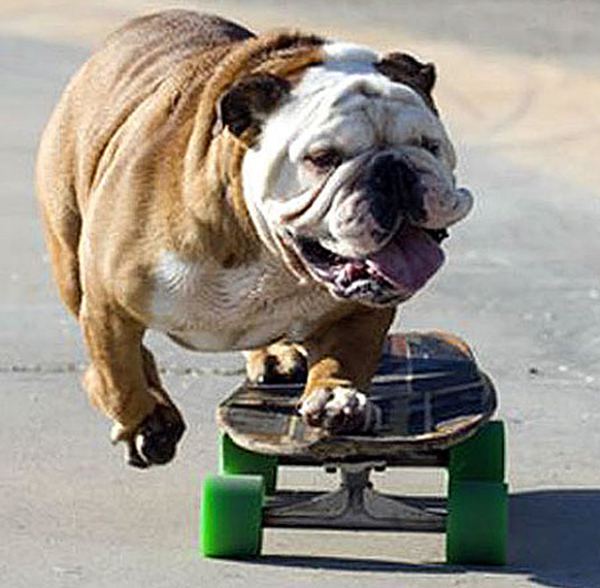 2835299_Bulldog_skateboard_6 (600x588, 58Kb)