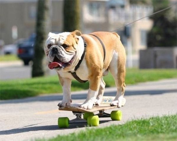 2835299_Bulldog_skateboard_16 (600x480, 43Kb)