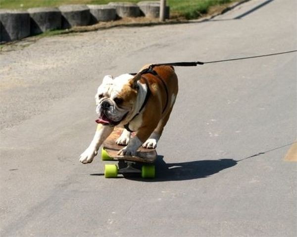 2835299_Bulldog_skateboard_11 (600x480, 39Kb)