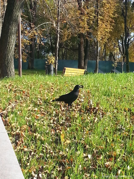 20131023_145842 (525x700, 491Kb)