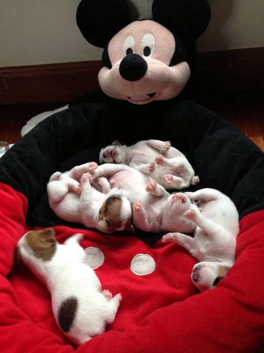 1392833915_funny_animals_20140219_03656_014 (525x700, 196Kb)