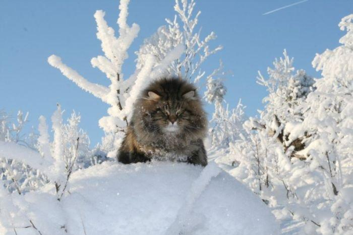 Коты сибирской породы - фото 2