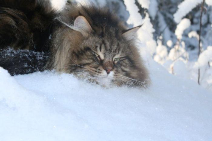 Коты сибирской породы - фото 5