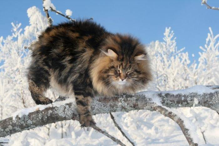 Коты сибирской породы - фото 8