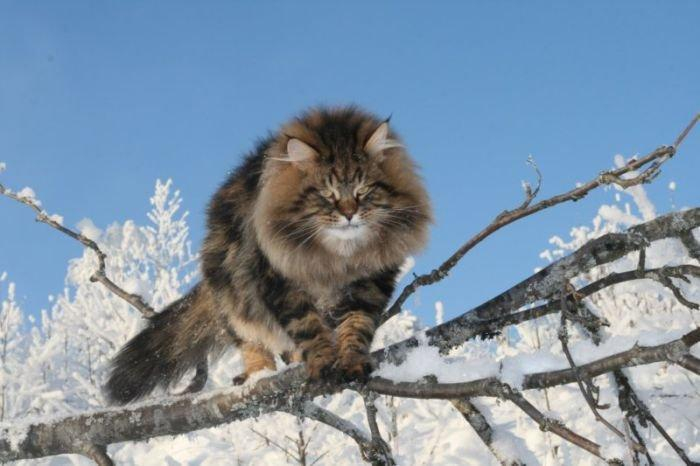 Коты сибирской породы - фото 13
