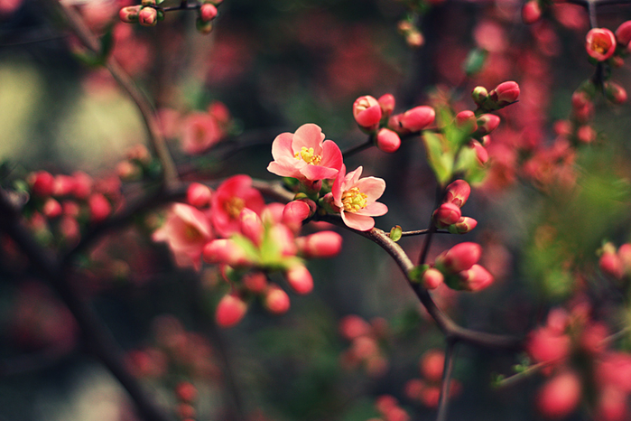 spring_by_firemisha (700x466, 375Kb)