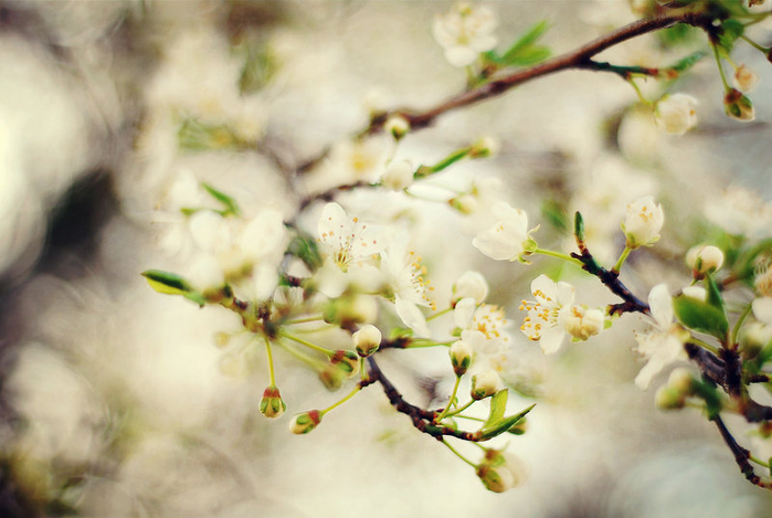 spring_is_here_by_laura1995-d3bjxpg (700x469, 316Kb)