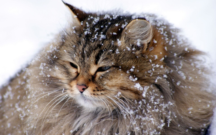 1359588000_fluffy-cat-in-the-snow (700x437, 330Kb)