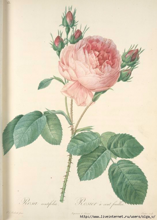 Rosa Centiflora nypl (501x700, 202Kb)