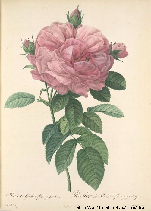 Rosa Gallica Flore giganteo (501x700, 206Kb)