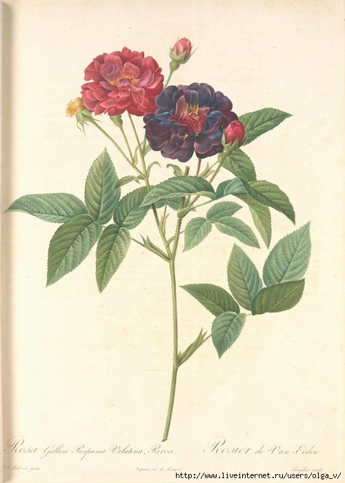 Rosa Gallica Purpurea Velutina nypl (500x700, 215Kb)