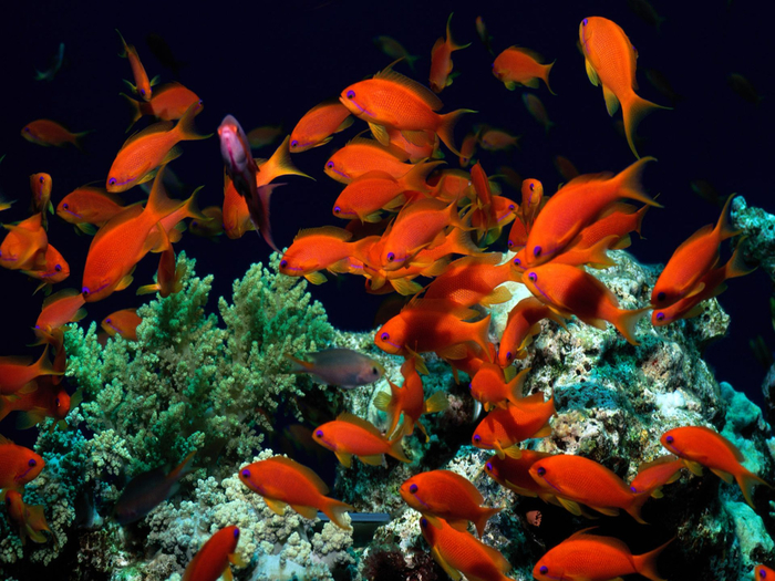 underwater-world-wallpapers_1920x1440_83748 (700x525, 473Kb)