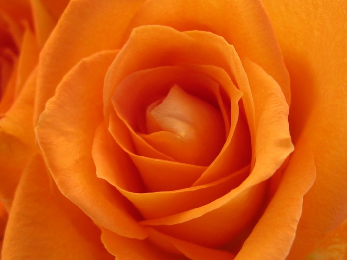 053012rose_flower_orange_beautiful (700x525, 279Kb)