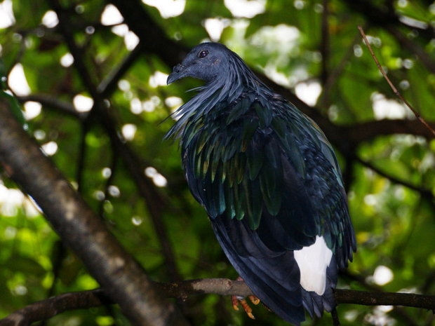 malaiziya-nikobarskii-ili-grivistyi-golub-nicobar-pigeon-caloenas-nicobarica-18453 (700x565, 198Kb)