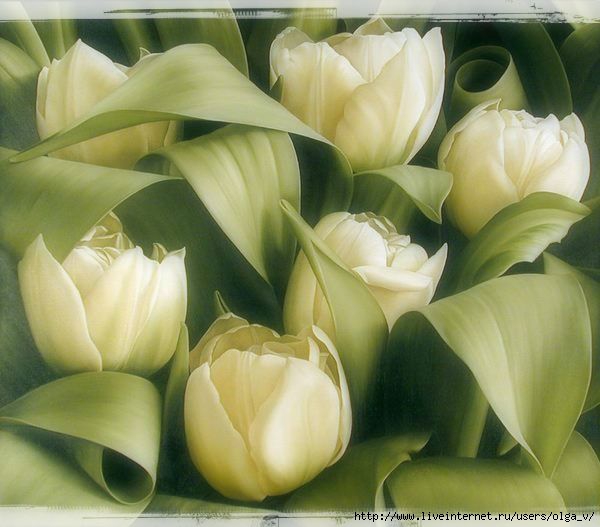 4964063_110564685_large_Cream_Tulips (600x527, 127Kb)
