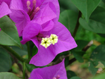  DSC05012 (700x525, 260Kb)