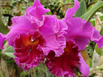  DSC05125 (700x525, 302Kb)