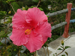  DSC05162 (700x525, 313Kb)