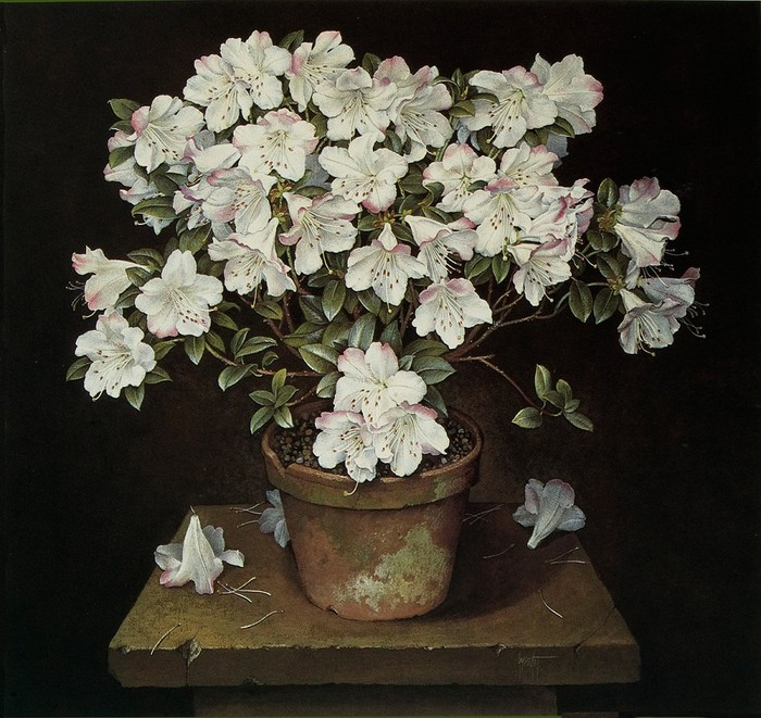 90110606_WHITEAZALEA_IN_TERRACOTTA_POT_68x74cmsGouache1990 (700x661, 399Kb)