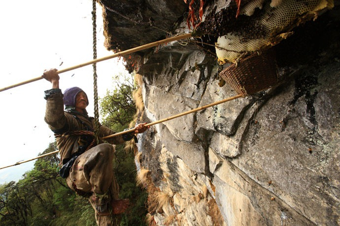 caçadores de mel Nepal foto 9 (690x460, 338KB)