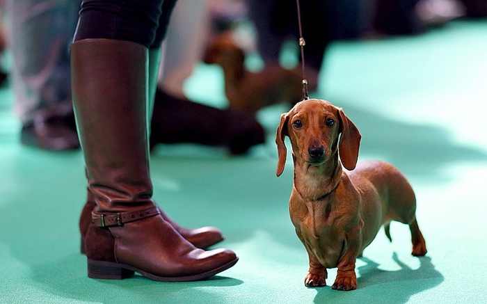 Крупнейшая в мире выставка собак Крафт