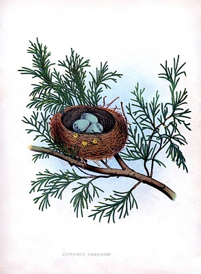 bird+nest+pine+vintage+image+graphicsfairy11sm (294x400, 97Kb)
