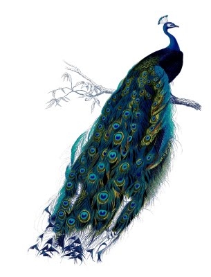 peacock+vintage+image-graphicsfairy15 (305x400, 59Kb)