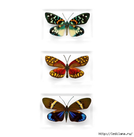 Christopher Marley бабочки8 (453x463, 59Kb)