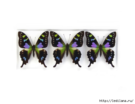 Christopher Marley бабочки10 (453x350, 50Kb)