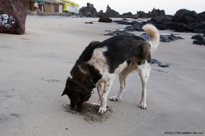 India Goa 2014 (60) (700x466, 236Kb)