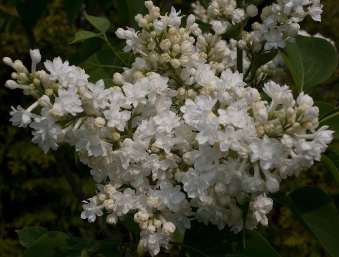 0_62b91_88129255_XL (700x530, 100Kb)