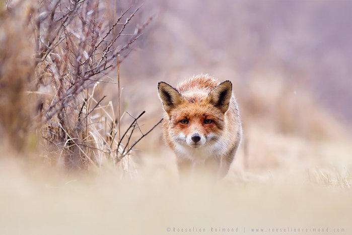 1901311_red_fox_and_purple__pastels_by_thrumyeyed73dzne (700x466, 53Kb)