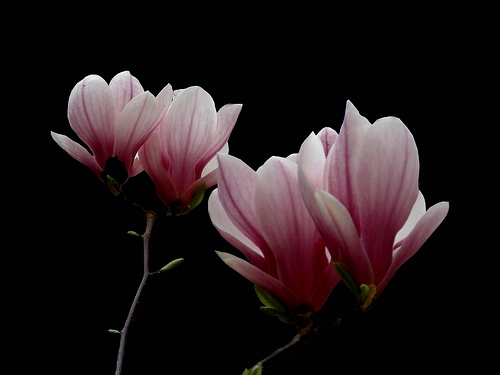 magnolia_tsvetok_2 (700x575, 57Kb)