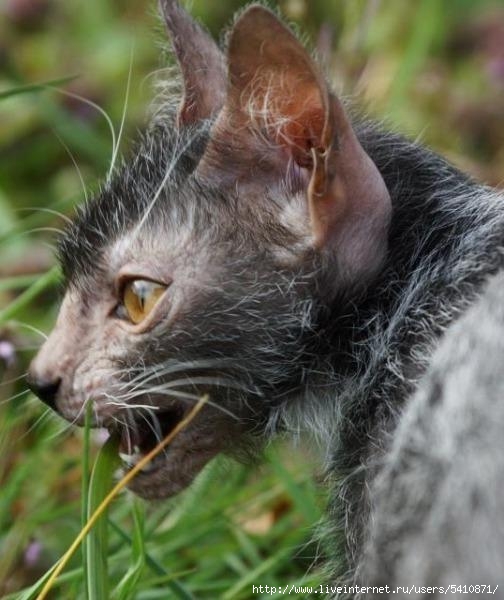 Ликои (Lykoi) - кошки похожие на оборотней Ликои (Lykoi) - кошки похожие на оборотней