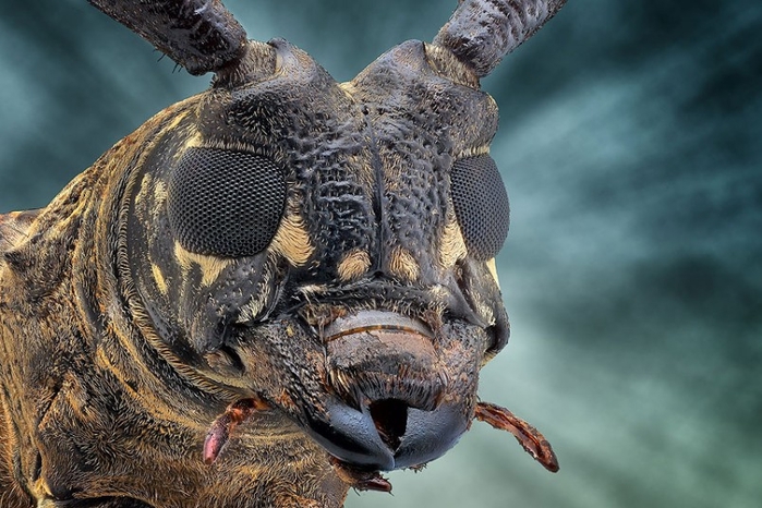 Экстремальные макро фото насекомых 