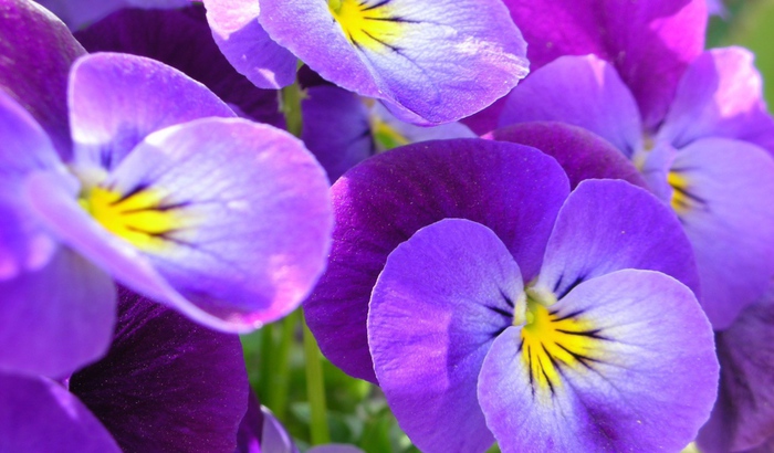2835299_Nature___Flowers_Beautiful_spring_Viola_violets__pansies_in_the_garden_066249_27 (700x410, 127Kb)