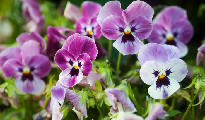 2835299_Nature___Flowers_Viola_violet__pansy_on_the_lawn_066246_27 (700x410, 178Kb)