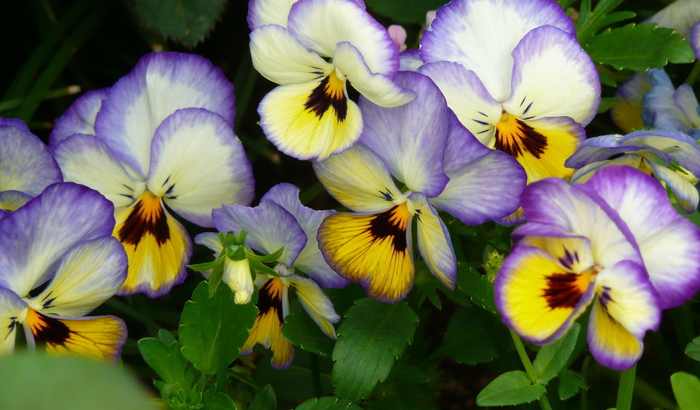 2835299_poslednyayaNature___Flowers_Viola_violet__pansy_066245_27 (700x410, 166Kb)