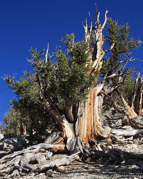 tree-great-basin-bristle-cone-pine-over-5000-years-old (481x600, 289Kb)